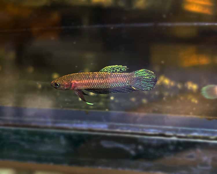 Betta Persephone ~ 3cm